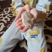 همستر دهان جیبی|موش و خرگوش|فردیس, شهرک شهید حسینی|دیوار