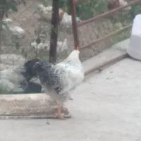 خروس