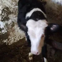 گوساله نر سمیتال