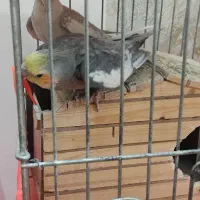 عروس هلندی ( نر )