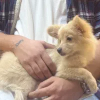 توله پامر اشپیتز چهار ماهه