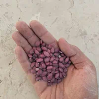 لوبیا قرمز|خوردنی و آشامیدنی|شیراز, امام حسین|دیوار