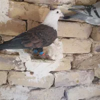 سلام به همه عشقبازان حیوانا بشرط زدخوردی|پرنده|رشتخوار, |دیوار