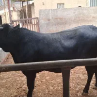 گوساله گیلدورگ چاق