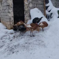 بوقلمون ماده معاوضه با نر