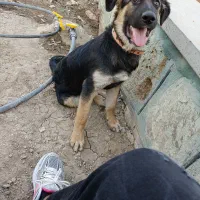 توله ژرمن 6 ماهه|سگ|محمدشهر, همایون ویلا|دیوار