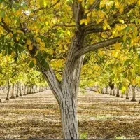 ضایعات چوب درخت گردو