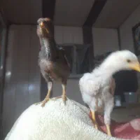جوجه لاری