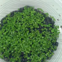 چمن آکواریوم|ماهی|خرمآباد, |دیوار