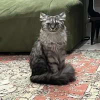 گربه