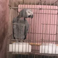 کاسکو سخنگو ماده