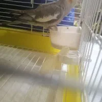 عروس هلندی دستی