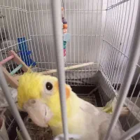 عروس هلندی نر،سخنگو