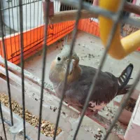 عروس هلندی ماده