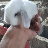 خرگوش لووپ اصیل توله