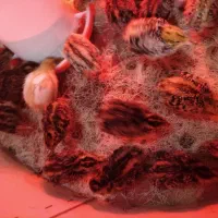 جوجه بلدرچین هندیجان|حیوانات مزرعه|هندیجان, |دیوار