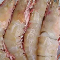 میگوی قرمز تازه فروش عمده 200 کلیو است کیلویی 900