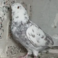 کبوتر|پرنده|اردبیل, |دیوار