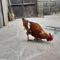 دو عدد خروس و یک مرغ|پرنده|ایلام, |دیوار