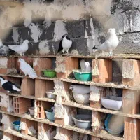 تعدادی کبوتر فروشی