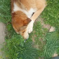 سگ دورگه اصل