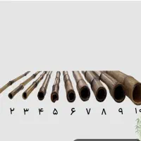 نی خام شاخه ای