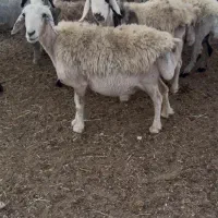 میش داشتی|حیوانات مزرعه|سده (فارس), |دیوار