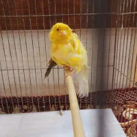 قناری فری نر