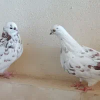 یک‌جفت‌کفتر‌‌نوک‌قنار|پرنده|بروجن, |دیوار
