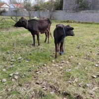 گاو گوساله دورگ