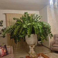 گلدان|گل و گیاه طبیعی|کاشان, فاز ۱ ناجی آباد|دیوار