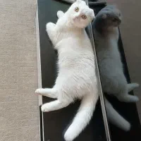 گربه بسیار زیبا