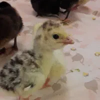 جوجه بوقلون و جوجه محلی