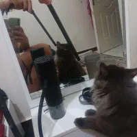 قلیون ماشینی|کلکسیون و سرگرمی|تهران, افسریه جنوبی|دیوار