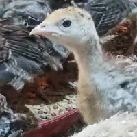 جوجه بوقلمون 20روزه بوربن و برنز