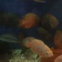 انواع و اقسام ماهی گوشتخوار|ماهی|بندرعباس, |دیوار