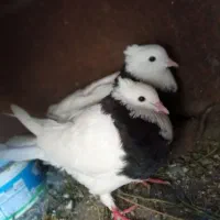 کفتر طوقی دم تخم