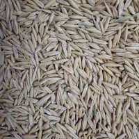 فروش تناژ جو دو سربومی کاملا ارگانیک