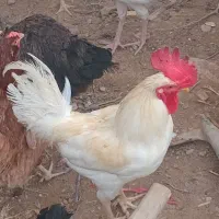 نیمچه مرغ