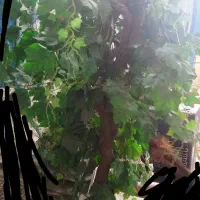 درختچه|گل مصنوعی|زاهدان, |دیوار