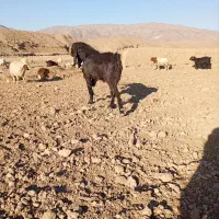 نربز پاکستانی|حیوانات مزرعه|سلامی, |دیوار