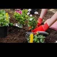 خدمات باغبانی گلکاری هرسکار تعویض خاک گلدون درمنزل