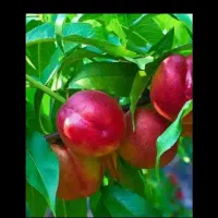 باغ-شلیل-ردگل-5000مترمربع-در-روستای-بیجق-کنارجاده