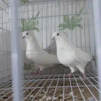 جفت سفید کاکل چشم سفید ساعت سنگین