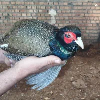 خروس پاکستانی