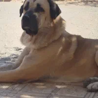واگذاری سگ