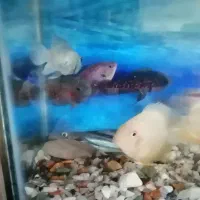 آکواریوم فقط معاوضه با آکواریوم بزرکتر از خودش