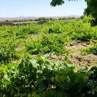 آبغوره|خوردنی و آشامیدنی|تهران, کرمان|دیوار
