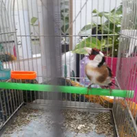 سهره خشگل برای جفت