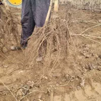 ارائه نهال گردو جمال مقاوم به سرما|خدمات باغبانی و درختکاری|گیلوان, |دیوار